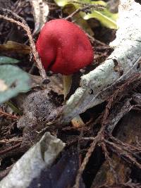 Leratiomyces erythrocephalus image