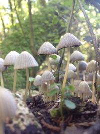 Coprinellus disseminatus image