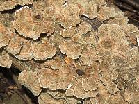 Trametes versicolor image