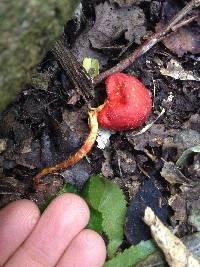 Leratiomyces erythrocephalus image