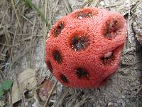 Clathrus crispus image