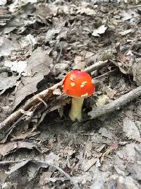 Amanita muscaria image