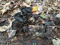 Craterellus cornucopioides image