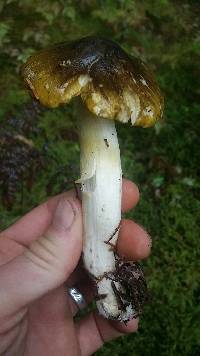 Tricholoma sejunctum image