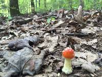 Amanita muscaria image