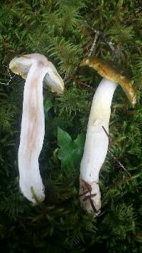 Tricholoma sejunctum image