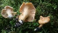 Cantharellus formosus image