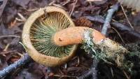 Lactarius deliciosus image