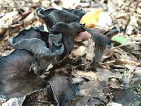 Craterellus cornucopioides image