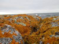 Xanthoria elegans image