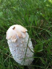 Coprinus comatus image