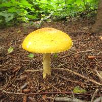 Amanita muscaria image