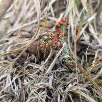 Cladonia cristatella image