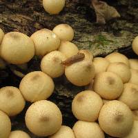 Lycoperdon pyriforme image