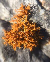 Polycauliona coralloides image