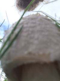 Coprinus comatus image