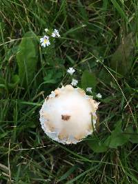 Coprinus comatus image