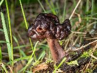 Gyromitra tasmanica image