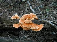 Laetiporus sulphureus image