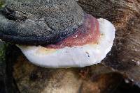 Ganoderma lucidum image