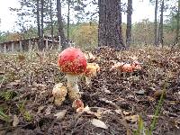 Amanita muscaria image