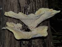 Polyporus squamosus image