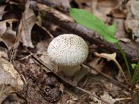 Lycoperdon perlatum image