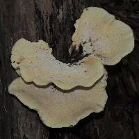 Polyporus squamosus image