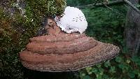 Ganoderma applanatum image