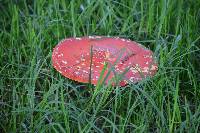 Amanita muscaria image