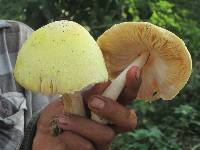 Volvariella bombycina image