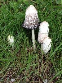 Coprinus comatus image