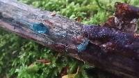 Chlorociboria aeruginascens image