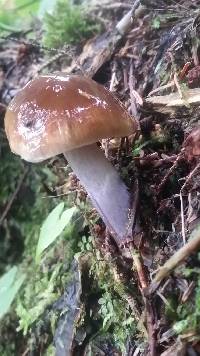 Cortinarius vanduzerensis image