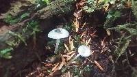 Mycena amicta image