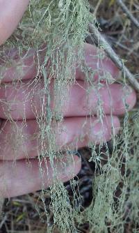 Ramalina menziesii image