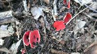 Sarcoscypha coccinea image