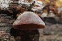 Auricularia auricula-judae image