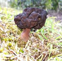 Gyromitra tasmanica image