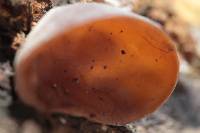 Auricularia auricula-judae image