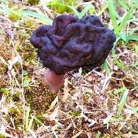 Gyromitra tasmanica image