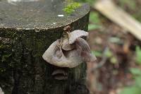 Auricularia auricula-judae image