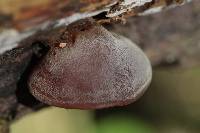 Auricularia auricula-judae image