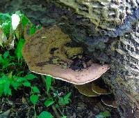 Ganoderma applanatum image