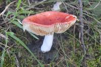 Russula emetica image