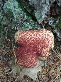 Suillus pictus image