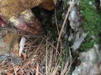 Suillus pictus image