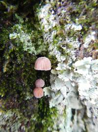 Mycena corticola image