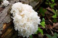 Hericium coralloides image