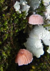 Mycena corticola image